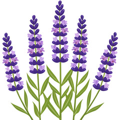 Simple flat 2D icon purple lavender branch isolated on transparent background, vector, flat design, animation design, vector, flat design, animation design, simple flat 2D icon, clipart © Sabellatint