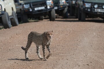 cheetah cub walking between safari vehicles in crowded high season 