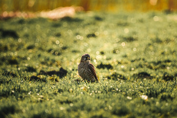 kestrel in a field