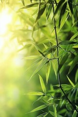 Fototapeta premium A close-up of bamboo leaves and stalks, with sunlight filtering through the greenery, creating an atmosphere of tranquility and nature's beauty. 