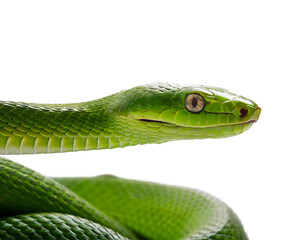 Fototapeta premium Schlange