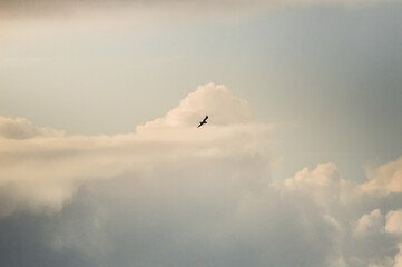Bird in the sky