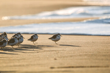 Some sanderlings on the beach next to the sea
