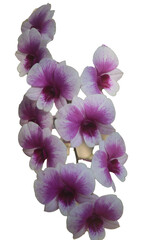 Beautifully separated white, purple and red orchid flowers. Blooming petals. Close-up of a flower garden.