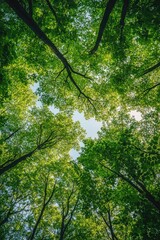 Fototapeta premium A serene walkway amidst the lush greenery.