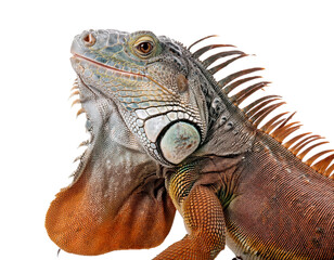 Fototapeta premium Leguan