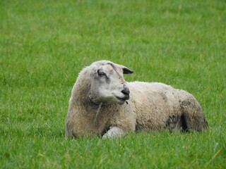 Sheep grazing in a field near the farm