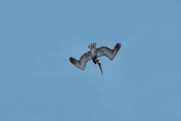 California Brown Pelican (Pelecanus Occidentalis Californicus) dive into the water to catch fish in the sea.