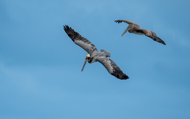 California Brown Pelican Flying moment. (PELECANUS OCCENTALİS CALİFORNICUS)