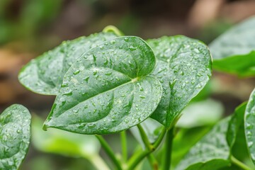 Detailed view of Jiaogulan leaf against a natural backdrop