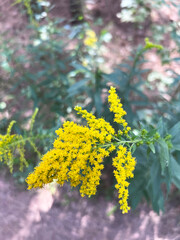 Yellow blooming flower (solidago gigantea) in summer. Lithuania