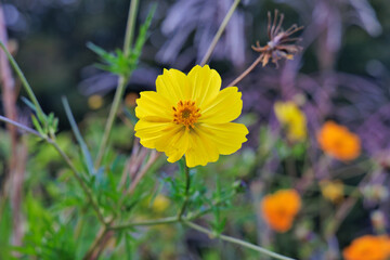 キバナコスモスの花