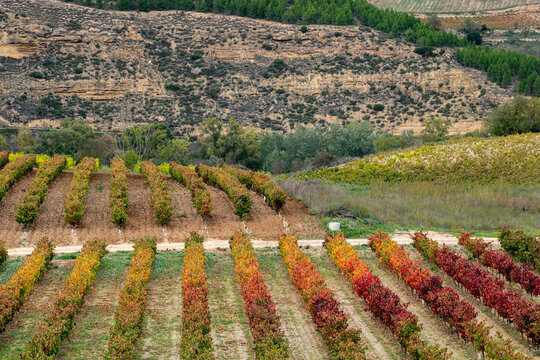 Colorful, orderly rows of vineyards stretch across the image, with a scenic backdrop of hills and trees, highlighting nature's organized beauty in fall in La Rioja Spain