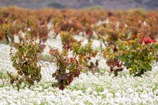 An artistic image capturing a vineyard in autumn, with rows of colorful grapevines among white wildflowers, illustrating nature's contrasting beauty and harmony in La Rioja Spain
