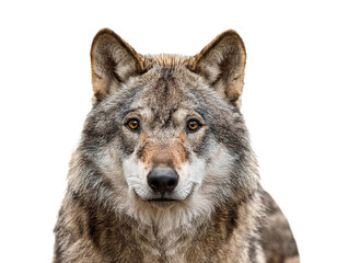 Fototapeta premium Wolf