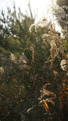 Dry Conadian goldenrod is fluffy. Dried flowers.