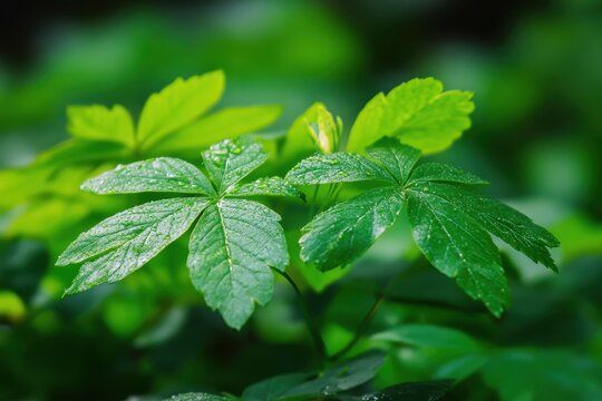 Ginseng and eleutherococcus trifoliatus leaves against a natural backdrop