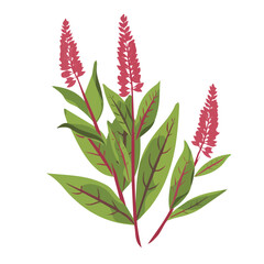 Simple flat 2D icon amaranth greens isolated on transparent background, vector, flat design, animation design, vector, flat design, animation design, simple flat 2D icon, clipart