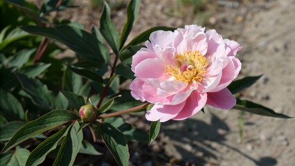 Captivating Candid Photography of a Single Pink Peony Blooming in Nature's Embrace, Showcasing its Delicate Petals and Vibrant Colors against a Soft Background