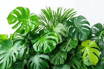 Obraz premium Indoor floral display featuring tropical plants like Monstera palm rubber plant pine and bird s nest fern set against a white backdrop