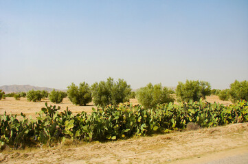 typical garden in North Africa - olive trees and prickly pear cactus