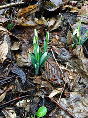 Emerging snowdrops in a forest floor covered with autumn leaves