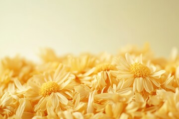 Isolated dry chrysanthemum tea in close up