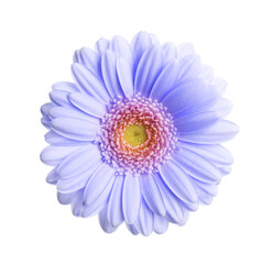 Beautiful blue violet gerbera flower on white background