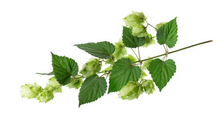 Fresh green hops branch, isolated on a white background. Hop cones with leaf. Organic Hop Flowers. Clipping path.