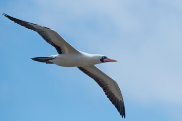 Nazca Booby (Sula granti) in flight -Ecuador