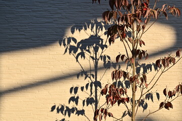 植物と影の二面性