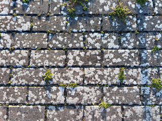 Grass Growing Between Brick Sidewalk