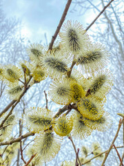 Blossoming willow branches in early spring on a sunny day