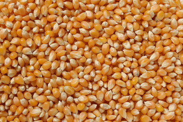 Corn background 