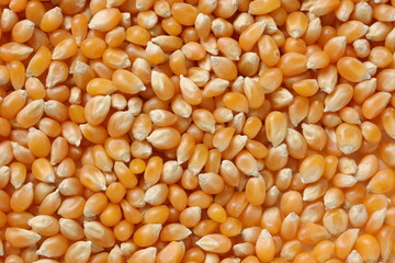 Corn background 