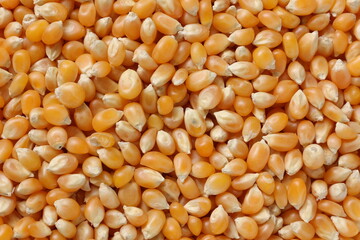 Corn background 