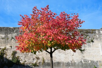 Vibrant pink toona sinensis Flamingo tree from China with vivid foliage and dark trunk against a tall prison like wall set against a blue sky in Paris France