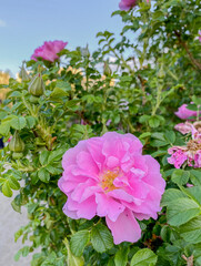 Pink wild rose with green leaves on a sunny day close-up