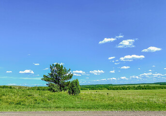 summer landscape with a lonely tree on a background of blue sky.