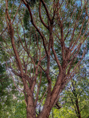 Obraz premium The big tree with blue sky background in the park