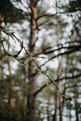 Moss-covered branch in serene forest setting