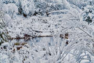 Winter, snow-covered forest near a woodland stream. Fairy-tale forest landscape, all covered with...