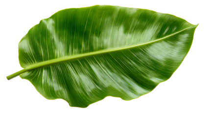Banana leaf vibrant green close-up detail isolated on transparent background.