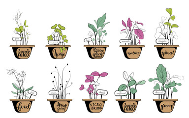 Microgreens sprouts planted in small pots. The pots are decorated with calligraphy. Set of different hand drawn sprouted grains