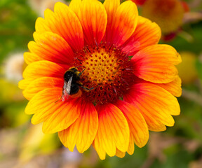 Bumblebee on a gaillardia flower, Gaillardia L.
