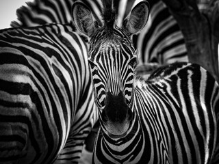 baby zebras in the zoo