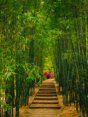 Jardín de Bambú