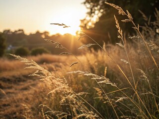 Obraz premium Close-Up of Golden Morning Sunlight Glimmering on Dry Grass with a Beautiful Bokeh Effect, Capturing the Essence of Nature's Tranquility and Warmth in Early Morning Light