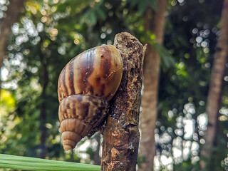 A snail gracefully perched on a branch, set against a blurred forest backdrop. © Ahmad