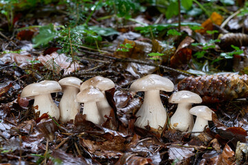Clitocybe nebularis mushroom in the leaves. Known as Cloudy Clitocybe or Clouded Agaric. Wild edible mushrooms in beech forest.